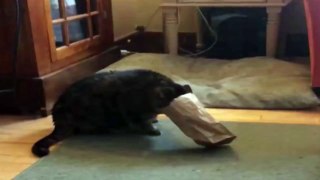 Cat Stuck In A Paper Bag