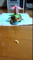 Combat Pokémon - Florizarre VS Aspicot