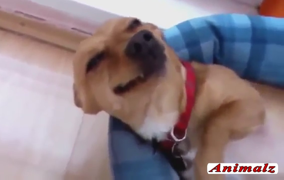 Best Funny Dog Video