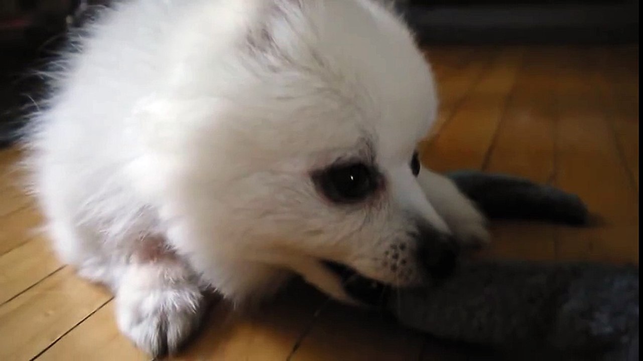 tug o war