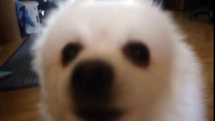 Turn Down for Dog - Gabe the Dog