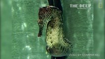 Seahorse Give Birth to 2,000 Babies