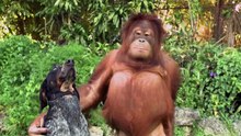 Pets with wild animals
