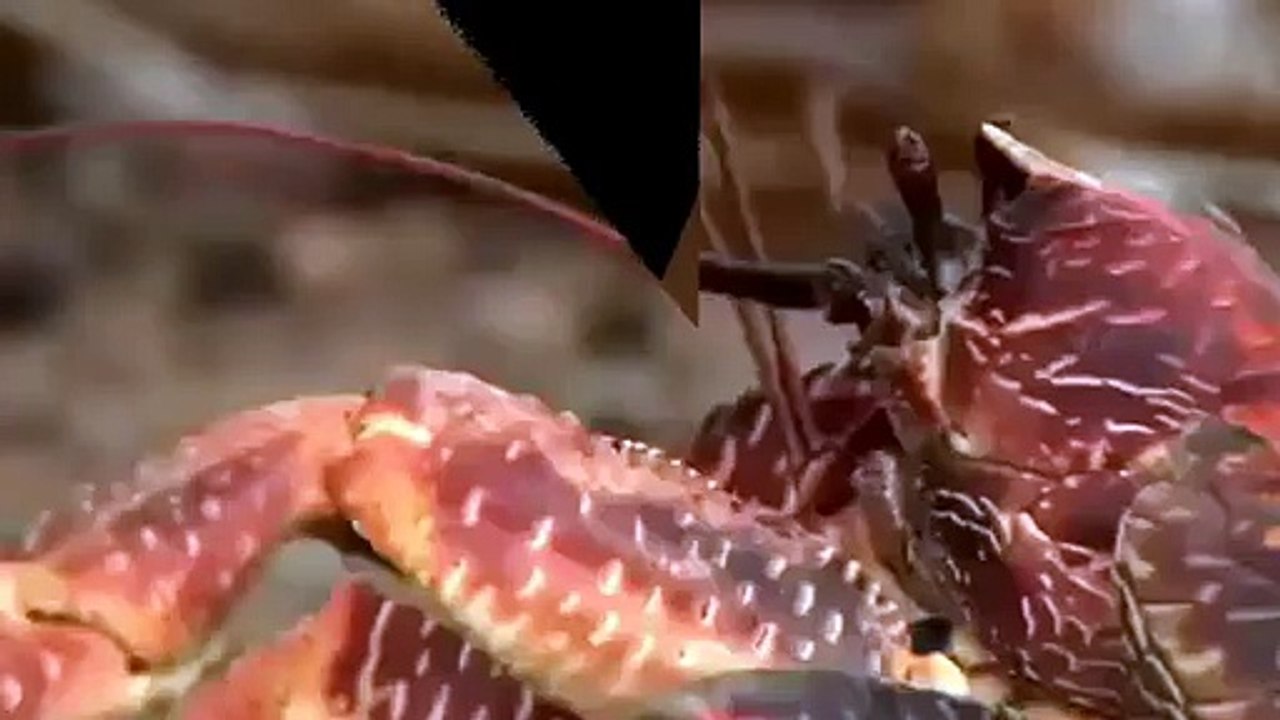 Very Funny Animals Compilations