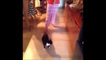 Funny Cat & Cute Kittens Fail Animals Videos Best Funny Kitty Cat Video № 24 | Morsomme Ka