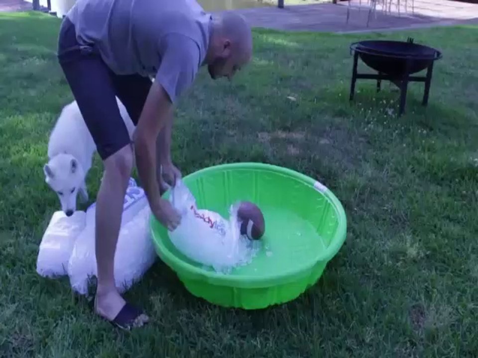 Siberian Husky gets an ice pool.