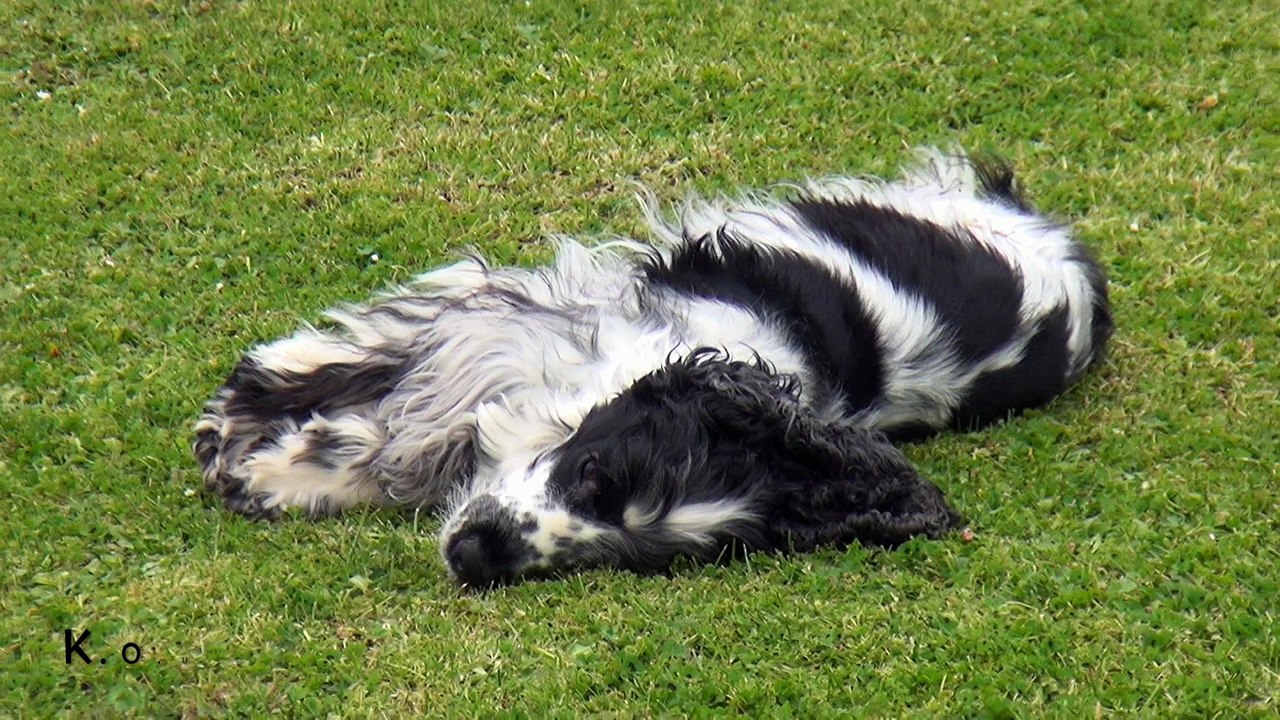 Kouki Cocker Anglais.