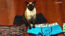 Cat stealing male underwear from neighbors
