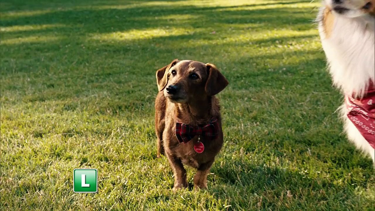 Sessão da Tarde Marmaduke (04/01/2016)