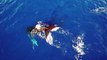 Des baleines filmées du ciel à Hawaii par un Drone !