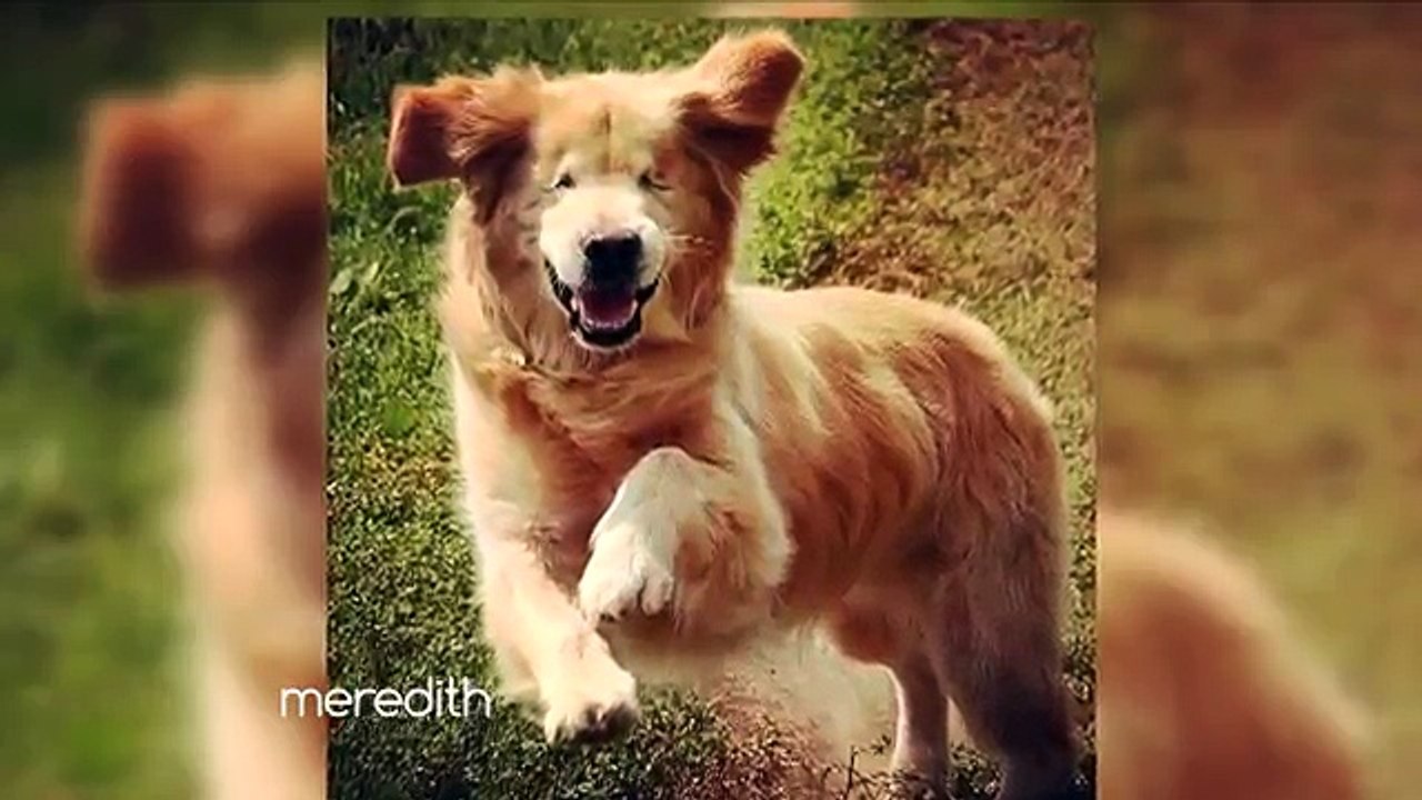 Smiley è un cane cieco che ogni giorno aiuta i bambini. Ecco la sua storia!