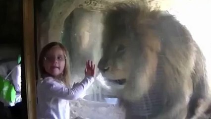 Little girl blows lion a kiss at the zoo - but did not expect this reaction