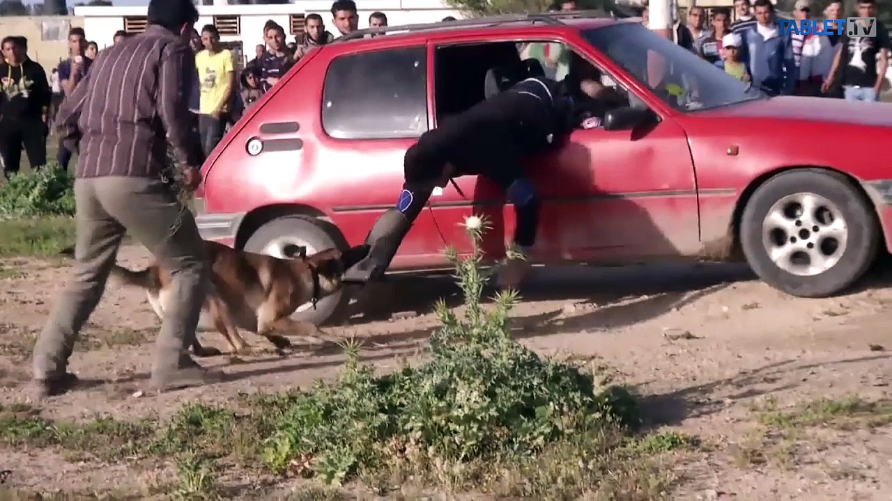 V pásme Gazy sa snažia meniť pohľad na psa: Nie je to špinavé zviera
