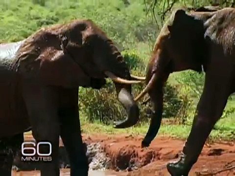 Gli elefanti ogni volta che questa signora li va a trovare corrono da lei per abbracciarla