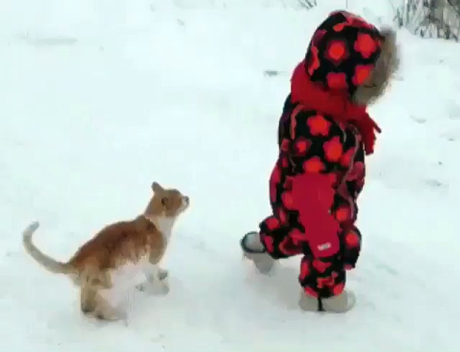 Crazy cat