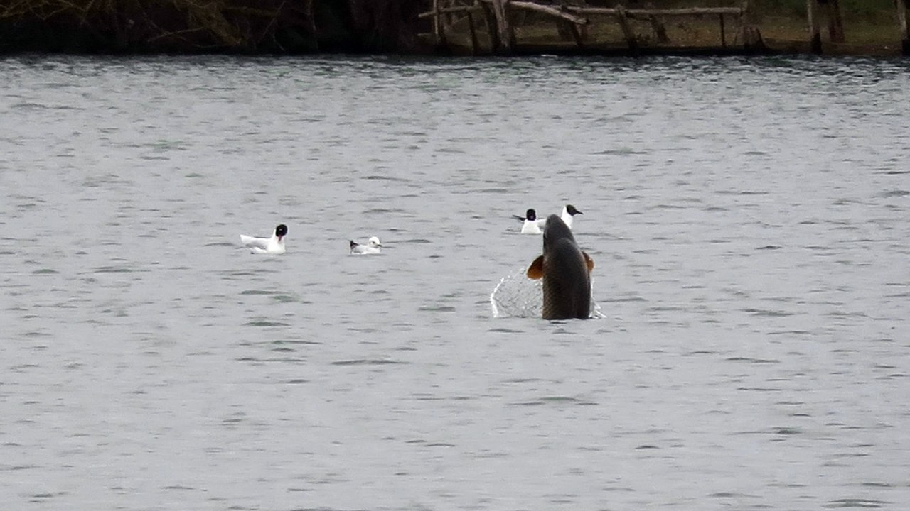 Visite surprise chez les mouettes rieuses et mélano, Fillé, Sarthe.