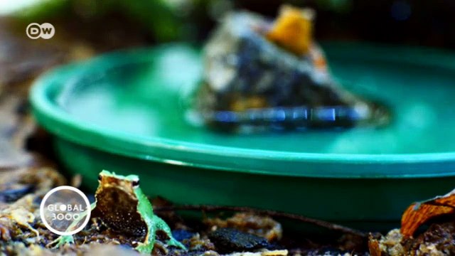 Chile: Saving Darwin's frog | Global 3000