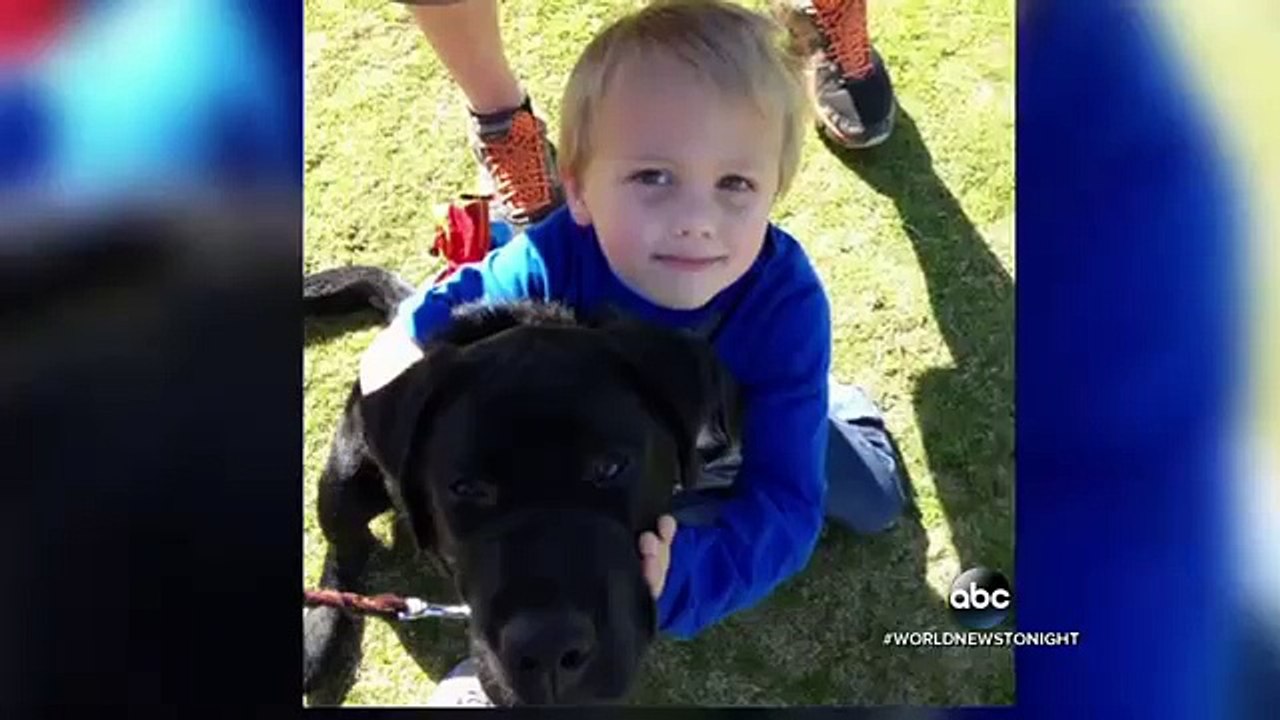 Un labrador sauve une petite fille