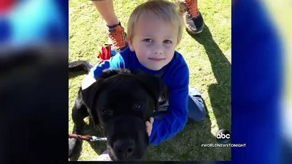 Un labrador sauve une petite fille