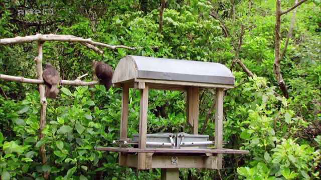 Des Heros Tres Discrets: Les Kéas De Nouvelle-Zélande