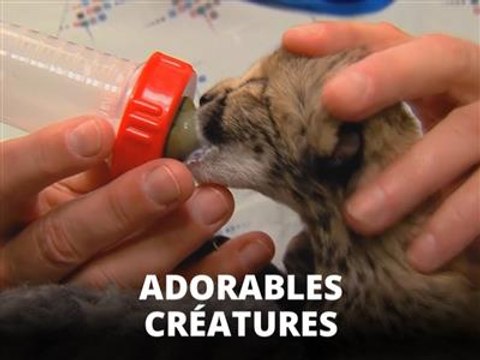 Cette tripotée de bébés jaguars va vous faire craquer !