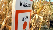 Hibrid kukuruza - KWS 3381 - odlično prihvaćen među ratarima_444_19.03.2016.