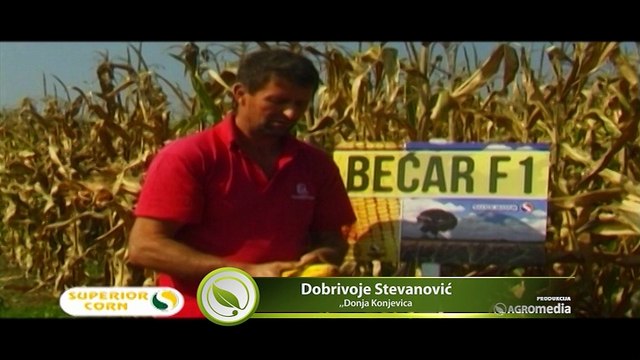 Superior - Kvalitet hibrida kukuruza Bećar ne menja se ni tokom sušnih dana