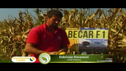 Superior - Kvalitet hibrida kukuruza Bećar ne menja se ni tokom sušnih dana