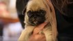 Funny animals - Pug Puppies - Baby cute Dog