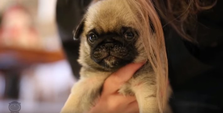 Funny animals - Pug Puppies - Baby cute Dog