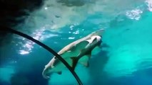 Tubarão assusta visitantes de aquário sul coreano ao devorar outro menor!