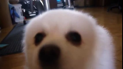 YTPMV ~ Whoa Dog In Space Cuba [Unfinished]