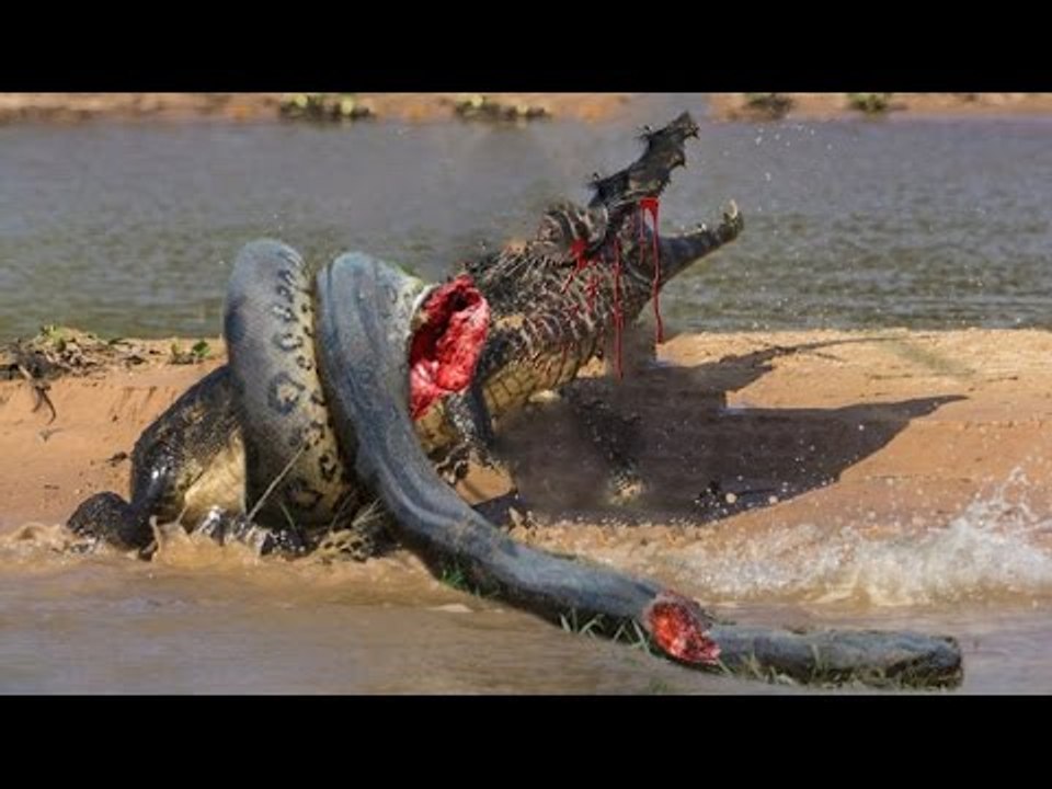 Anaconda vs Crocodile - Python vs Alligator compilation - Python vs crocodile - Snake