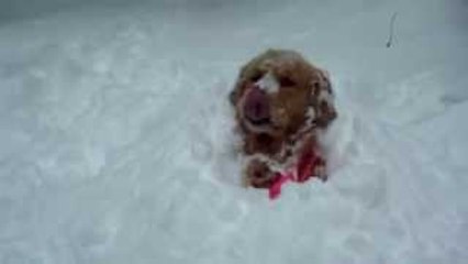 Dog Meets Snow