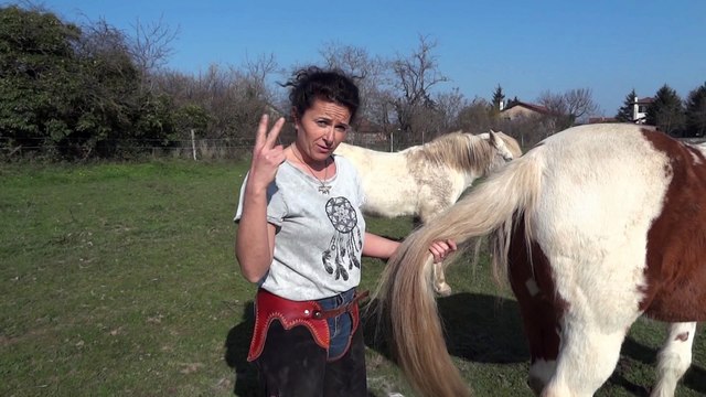 Prélever une mèche de crins