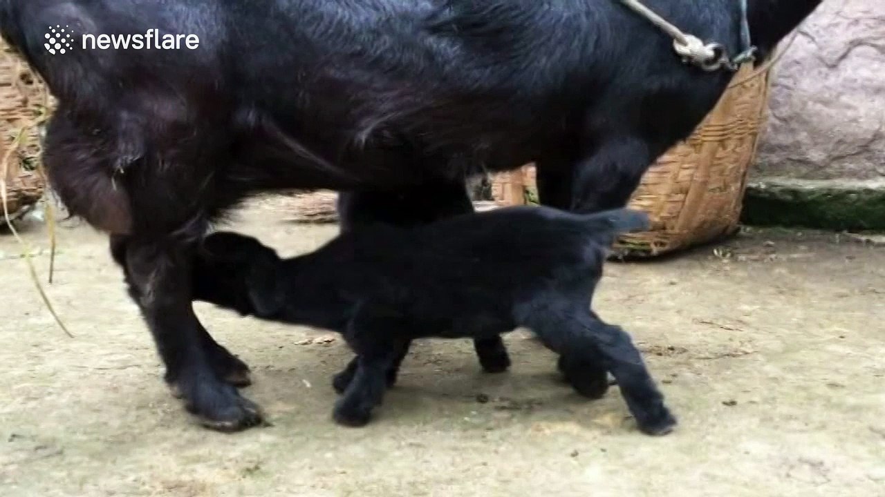 Two-headed sheep born in China