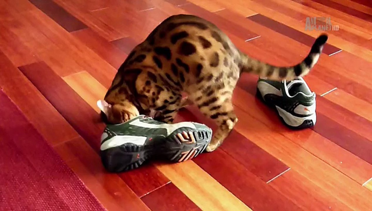 Kittens.