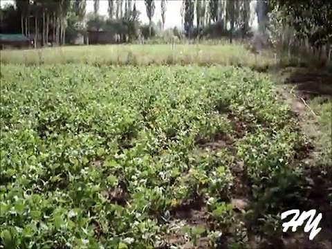 HINIS BELGESEL-2010-8