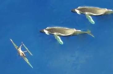 Скачать видео: Spectacular Drone Footage Of Humpback Whales Off The Coast Of Hawaii