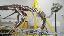 How to bring dinosaurs back to life