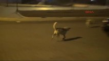Kars'ta Sokak Köpekleri Üniversite Öğrencilerine Saldırdı