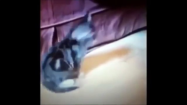 Funny Cat & Cute Kittens Fail Animals Videos Best Funny Kitty Cat Video № 20 | Morsomme Ka