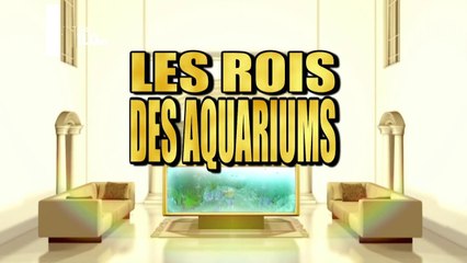 Aquamenles Les rois des aquariums VF - Requin recherche aquarium