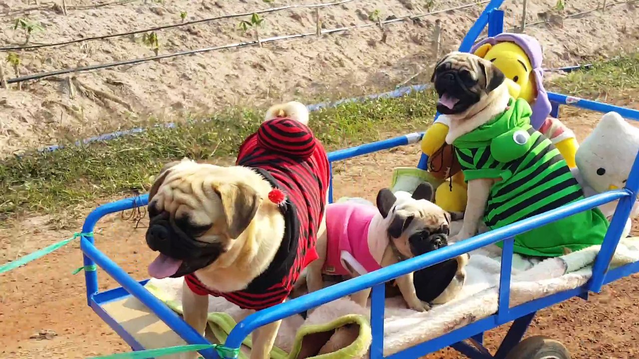 Des petit chiens trop chou prennent le train