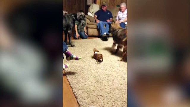 Quand le petit chien terrorise le gros. Trop marrant