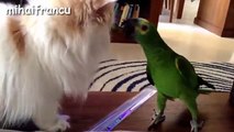 Funny Parrots Annoying Cats ! Real Fun!!!