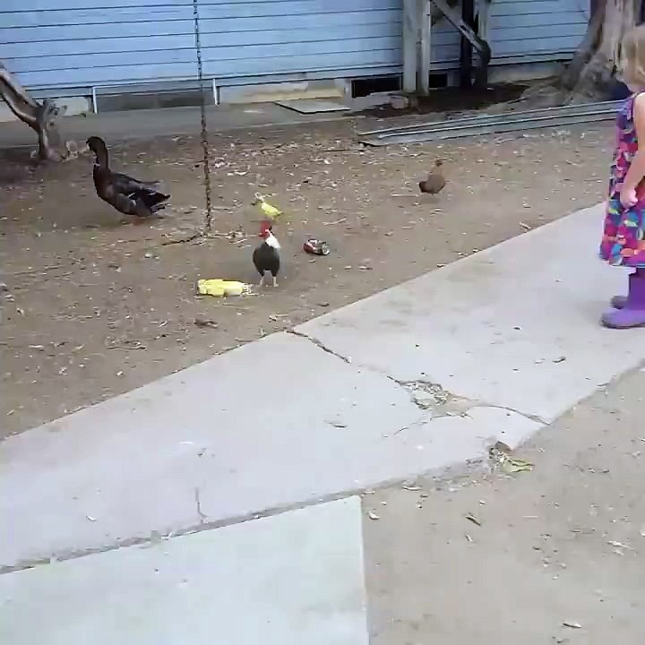 angry little bird