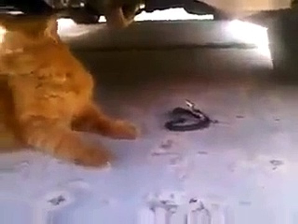 CAT VS SNAKE MUST WATCH