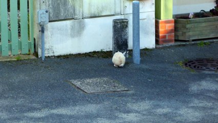 les lapins en vadrouilles  - 1080p