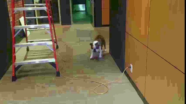 El perro marcha atrás que arrasa en la red